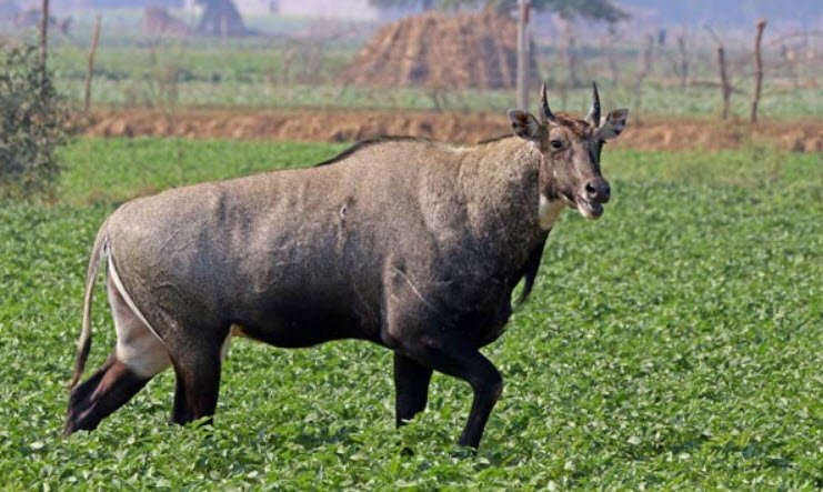 Kaimur Wildlife Sanctuary, Kaimur (Bhabua), Bihar - Vushii.com Kaimur Wildlife Sanctuary, Kaimur (Bhabua), Bihar - Vushii.com
